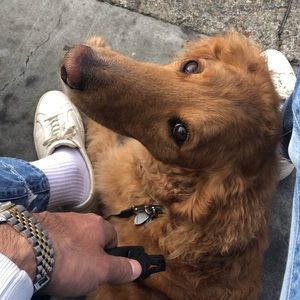 Meet your Posher, Oakley